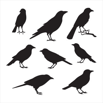 A black silhouette crow bird set
