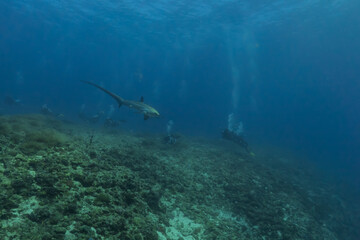 Thresher Shark swimming in the Sea of the Philippines
