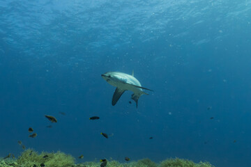 Thresher Shark swimming in the Sea of the Philippines
