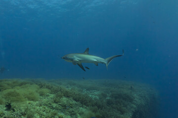 Thresher Shark swimming in the Sea of the Philippines
