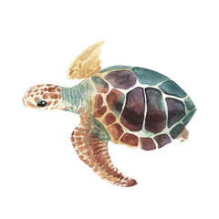 Sea turtle. Realistic, artistic, colored drawing of a sea turtle on a white background in a watercolor style. Sea Turtle Turquoise Oceanlife Art
