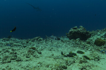 Coral reef and water plants at the Sea of the Philippines
