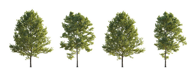 Frontal set of large trees sycamore platanus trees isolated png on a transparent background...