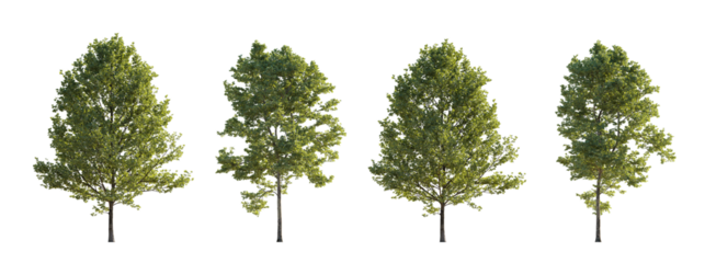 Large trees sycamore platanus trees isolated png on a transparent background premium cutout