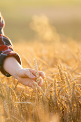 Woman farmer touches the ears of wheat on an agricultural field