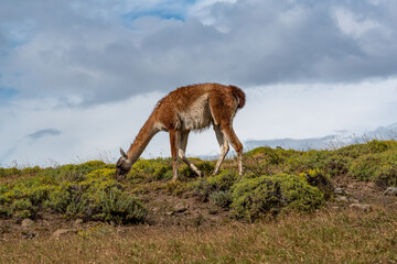 Guanaco in the Torres del Paine National Park. Patagonia, Chile - 755137663