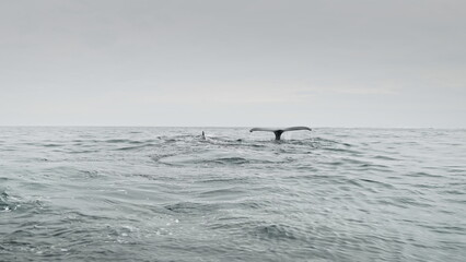 Fototapeta premium Humpback whale tail at ocean surface. Environment of wildlife in Antarctica. Large animal at arctic nature seascape. Whale comes up and dive in deep, showing fin. Cinematic Antarctic scene