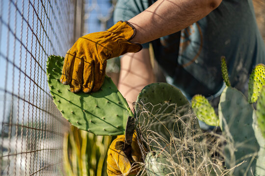 Cosecha de nopal. Manos cortando o cosechando nopales con guantes de carnaza para no espinarse.