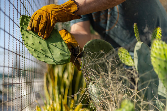 Cosecha de nopal. Manos cortando o cosechando nopales con guantes de carnaza para no espinarse.