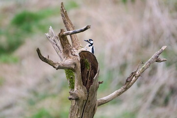 Dendrocopos major aka Great Spotted Woodpecker male in his habitat.