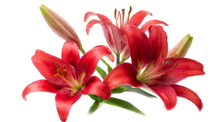 Red lilies isolated on white background, cut out