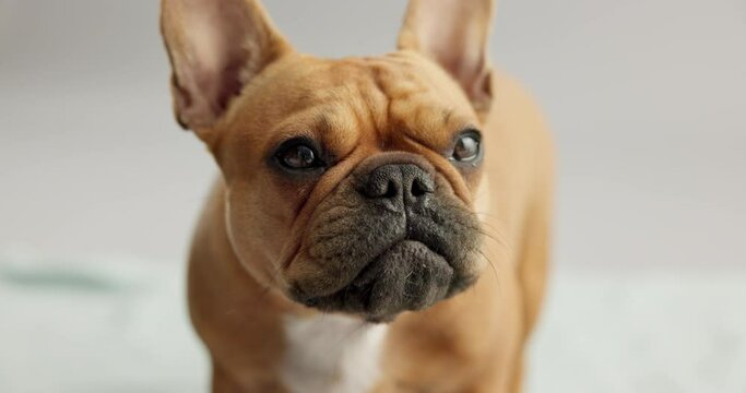 Cute, tongue and dog lick in studio ready for adoption or foster care with goofy personality. Sweet, canine and bulldog puppy, pet or animal with silly or crazy face isolated by gray background.