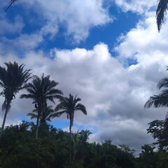 Fototapeta na wymiar Where I live there are many babassu palm trees