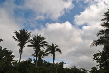 Fototapeta na wymiar Where I live I live surrounded by palm trees