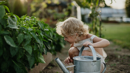 Little girl squatting by raised garden bed, holding metal watering can. Caring for vegetable garden...