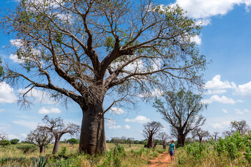 One man standing among baobab trees - 755143465