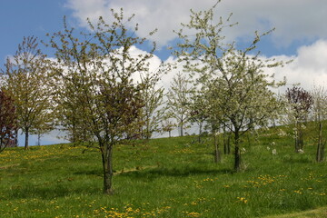 Blooming Trees