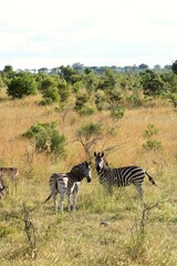 Fototapeta na wymiar Zebras in Kruger National Park
