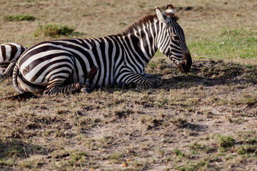 Maasai Mara National Reserve, Narok, Kenya