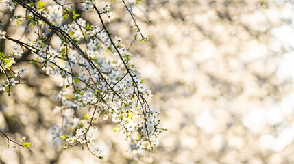 Background of blooming cherry branches in the sunlight.