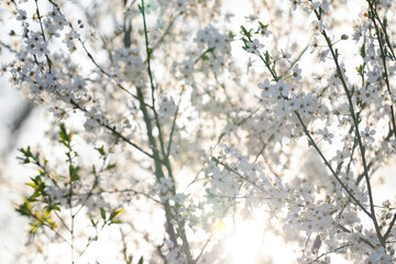 Background of blooming cherry branches in the sunlight
