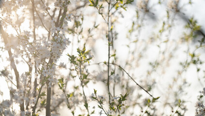 Background of blooming cherry branches in the sunlight