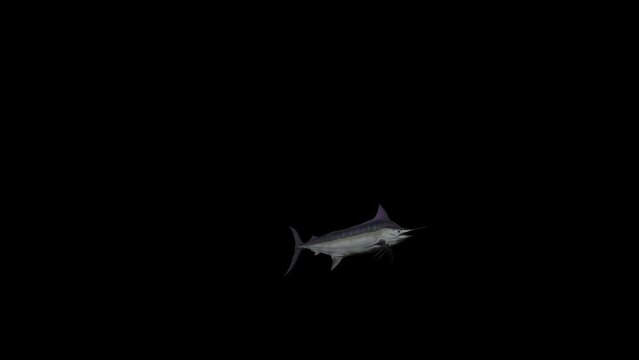 3D swordfish underwater entering the left side and exiting on the right side Swim cycle view Animation on black background, 4k fish swimming render with alpha matte, A long flattened sword-like snout
