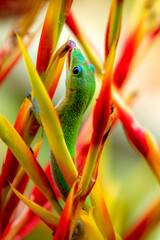 Madagascar Gold-Dusted Day Gecko in Hawaii