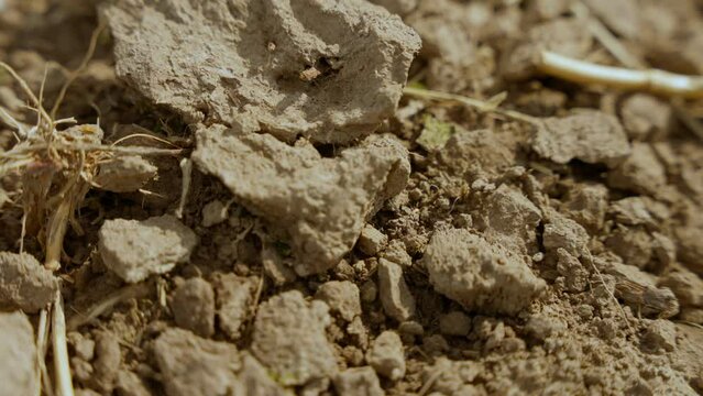 Close-Up on Ploughed Farmland. Detailed view of dry, cloddy soil on a plowed agricultural field.