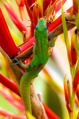 Madagascar Gold-Dusted Day Gecko in Hawaii