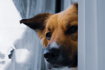 Close up of a dog looking out the window on a rainy day