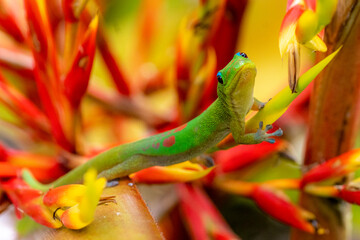 Madagascar Gold-Dusted Day Gecko in Hawaii