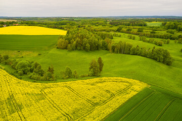 Landscape with large green and yellow fields. Agriculture in Poland