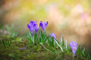 spring crocus flowers in spring