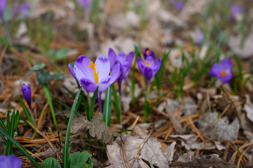 spring crocus flowers