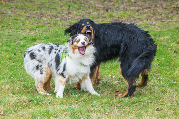 black and gold Hovie dog hovawart and male Australian Shepherd