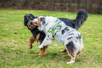 they're scrambling for the ball Australian Shepherd playing together
