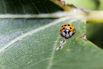 A macro photo of a ladybug on a green leaf in nature outdoors
