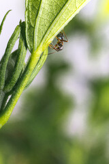 A macro photo of an ant crawling on a leaf outdoors