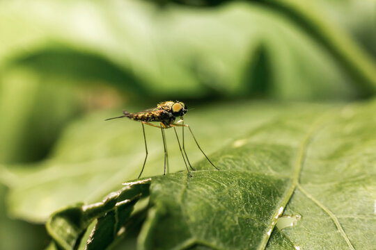 A macro photo of a mosquito standing on a green leaf in nature