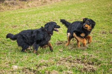 black and gold Hovie dog hovawart one chasing the other