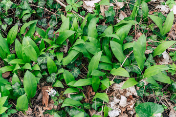 wild garlic in the forest