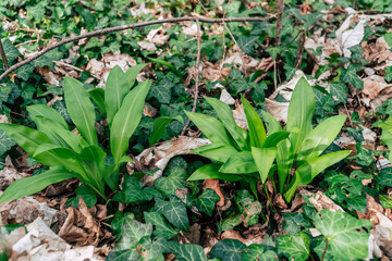 wild garlic in the forest