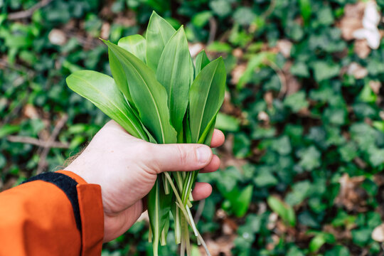 a person holding a bundle of wild garlic