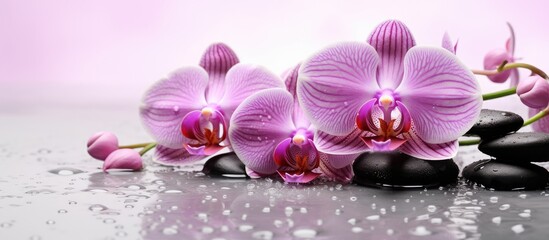 A cluster of vibrant purple orchids elegantly displayed on a bed of smooth black rocks, symbolizing the harmonious balance between nature and earth