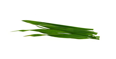 Green young wheat isolated on white background
