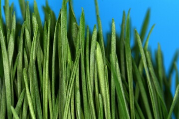Fototapeta na wymiar Green spring young wheat isolated on white background, with clipping path