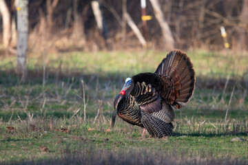 Strutting Gobbler