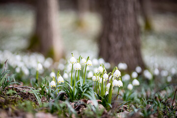 Wild spring snowflake flowers with blurred forest trees on background