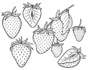 Vector strawberry line art illustrations set, hand drawn botanical outline drawing. Summer fruit monochrome sketch. Isolated design elements for coloring books, background, pattern, packaging, logo.